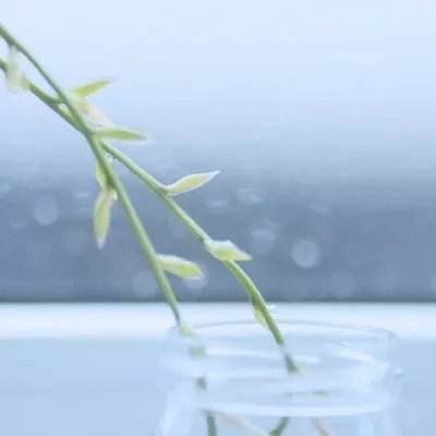 三国罗曼史b站版本下载